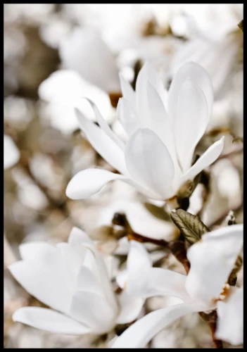 Przepiękna fotografia białego kwiatu magnolii na delikatnym plakacie do kobiecego wnętrza