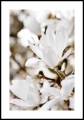 Plakat kwiat magnolii z białym marginesem