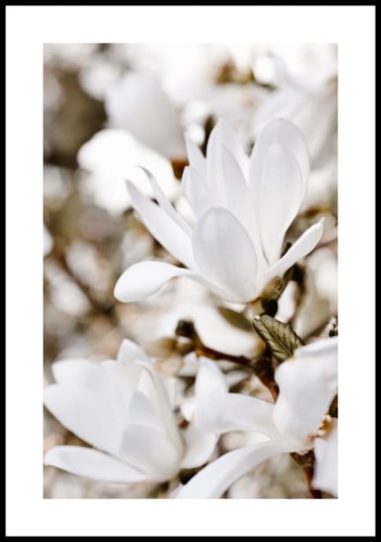 Plakat kwiat magnolii z białym marginesem