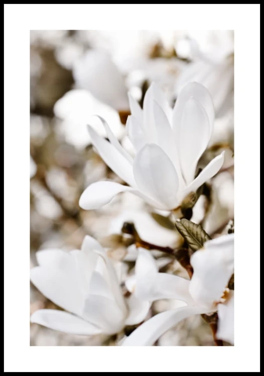 Plakat kwiat magnolii z białym marginesem
