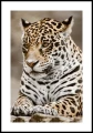 Plakat jaguar z białym marginesem