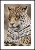 Plakat jaguar z białym marginesem