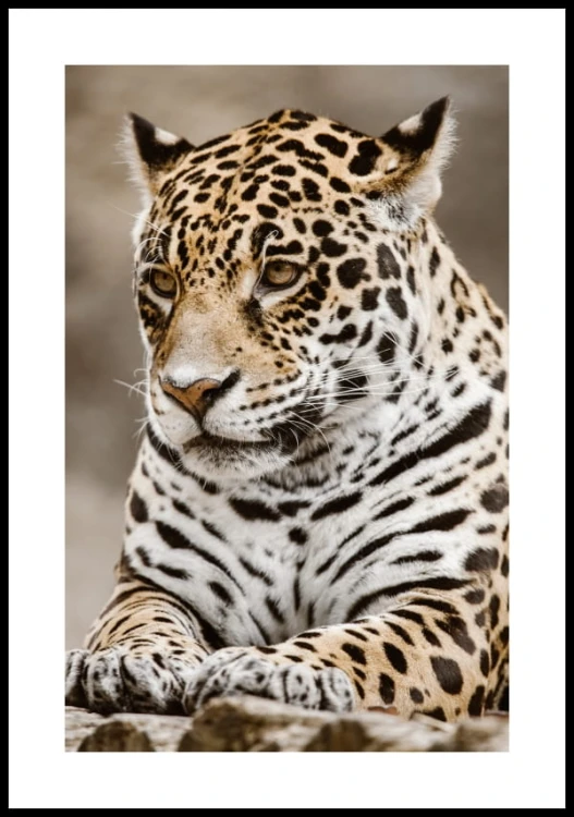 Plakat jaguar z białym marginesem