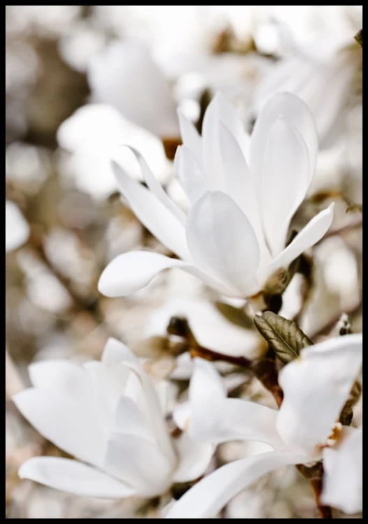 Zdjęcie białej magnolii