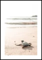 Plakat mały żółw na plaży z białym marginesem