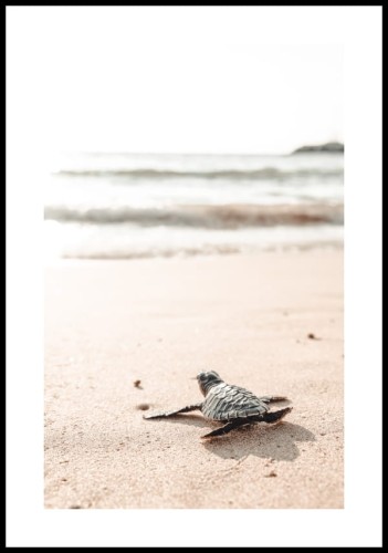 Plakat mały żółw na plaży z białym marginesem