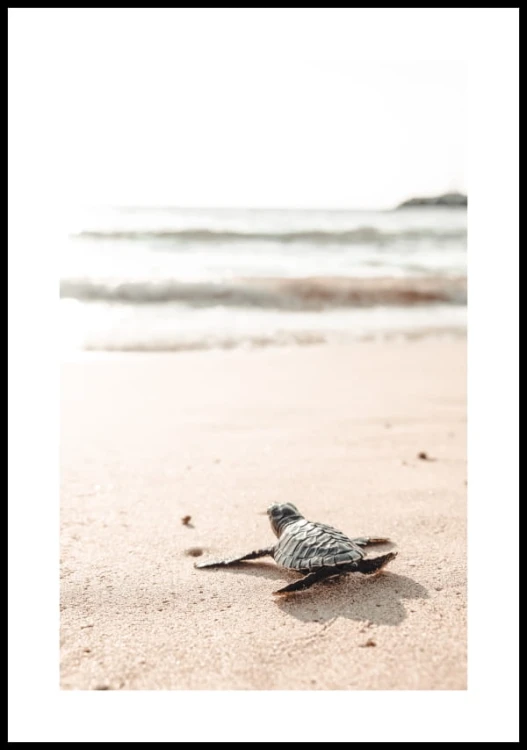 Plakat mały żółw na plaży z białym marginesem