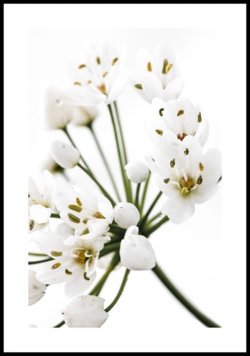 Plakat biały kwiat z białym marginesem