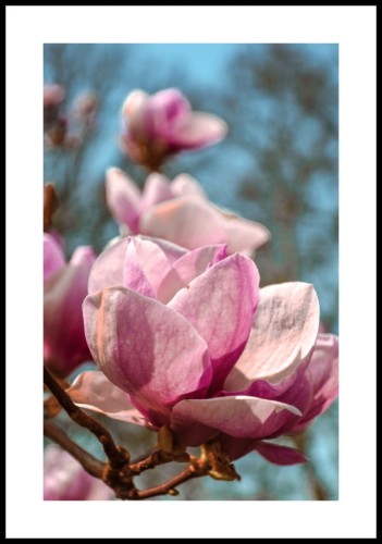 Plakat kwitnące magnolie z białym marginesem