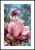Plakat kwitnące magnolie z białym marginesem