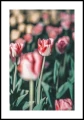 Plakat czerwono-biały tulipan z białym marginesem
