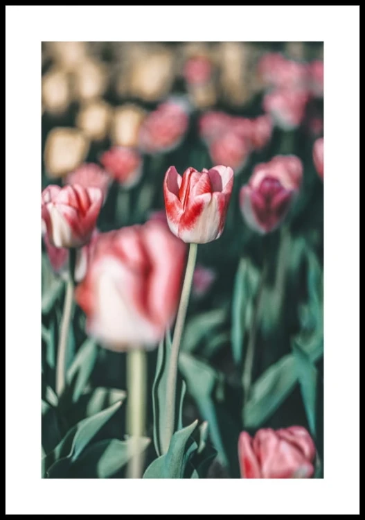 Plakat czerwono-biały tulipan z białym marginesem