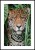 Plakat jaguar w Amazonii z białą ramką