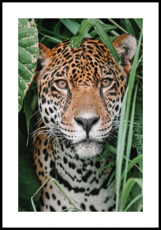 Plakat jaguar w Amazonii z białą ramką