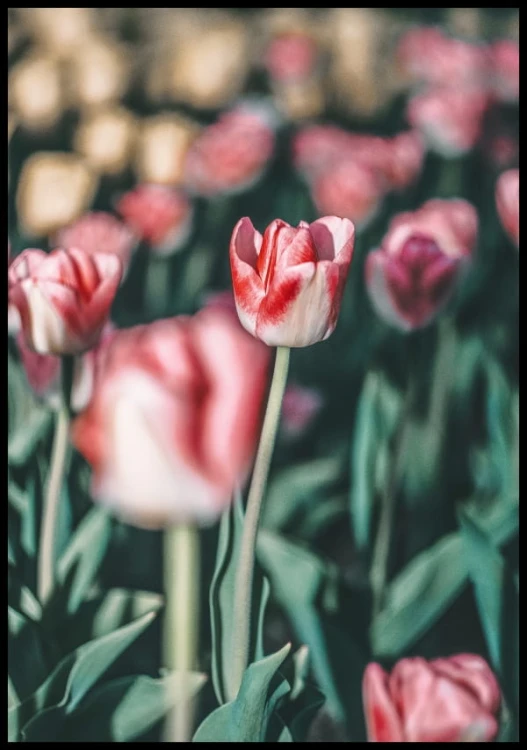 Zdjęcie czerwono-białego tulipana