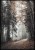 Zdjęcie ścieżki leśnej w tajemniczym lesie