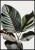 Plakat monstera na szarym tle
