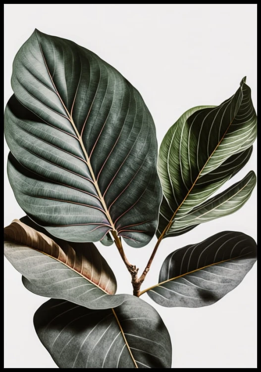 Plakat monstera na szarym tle