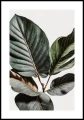 Plakat monstera na szarym tle z białym marginesem