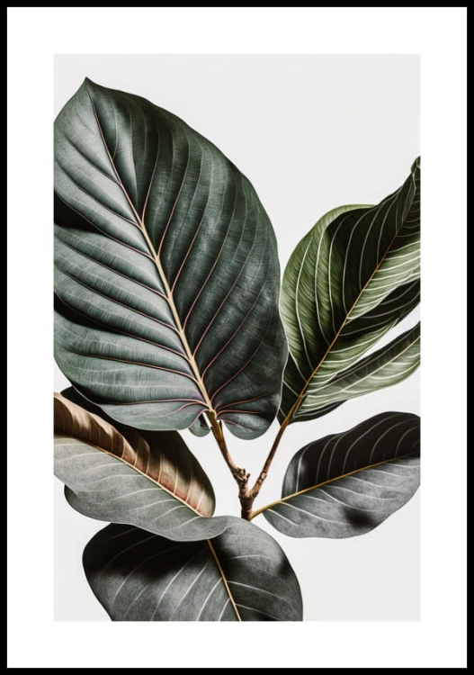Plakat monstera na szarym tle z białym marginesem