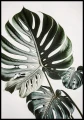 Plakat egzotyczna monstera