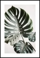 Plakat egzotyczna monstera z białym marginesem