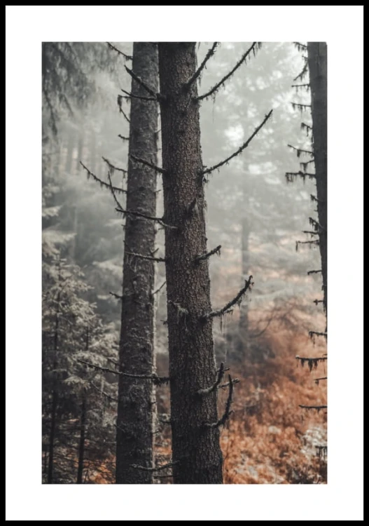 Plakat jesienny las z białym marginesem